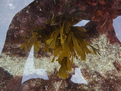 Dictyota flabellata