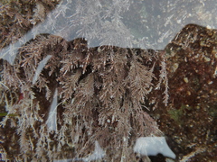 Corallina officinalis