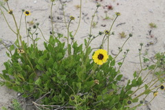 Encelia canescens