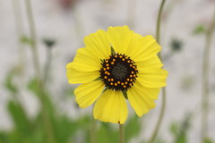Encelia canescens