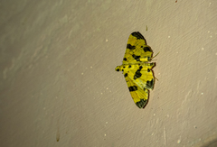 Nacoleia