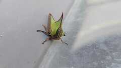 Umbonia