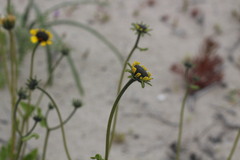 Encelia canescens