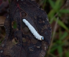 Macremphytus testaceus
