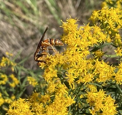 Polistes bellicosus