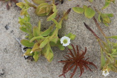 Nolana parviflora