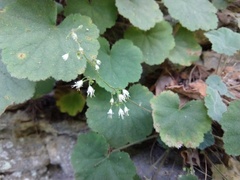 Heuchera puberula