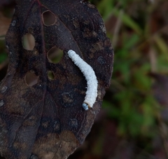 Macremphytus testaceus