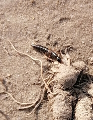 Xantholinus