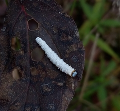 Macremphytus testaceus