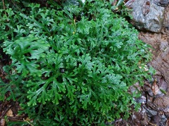 Selaginella doederleinii