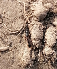 Xantholinus