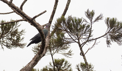 Columba vitiensis
