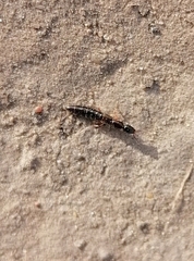 Xantholinus