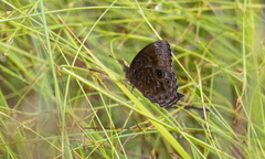 Ptychandra leucogyne