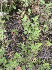 Brickellia grandiflora