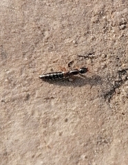 Xantholinus