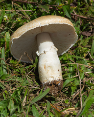 Agaricus