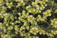 Spergularia arbuscula