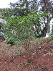 Tabernaemontana catharinensis