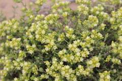 Spergularia arbuscula