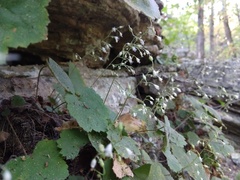 Heuchera puberula