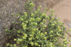 Spergularia arbuscula