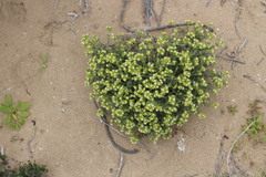 Spergularia arbuscula