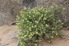 Spergularia arbuscula