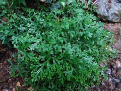Selaginella doederleinii