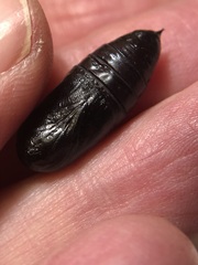 Spodoptera latifascia