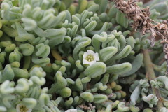 Nolana crassulifolia