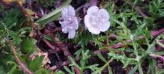 Phacelia platycarpa