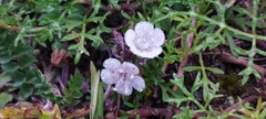 Phacelia platycarpa