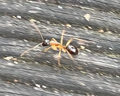 Camponotus