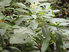 Solanum pubigerum