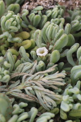 Nolana crassulifolia