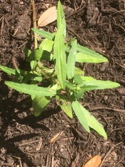 Eclipta prostrata