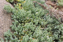 Nolana crassulifolia
