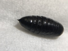 Spodoptera latifascia