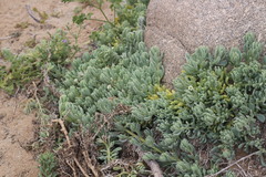 Nolana crassulifolia