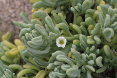 Nolana crassulifolia