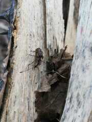 Meconemus impressicollis