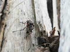 Meconemus impressicollis