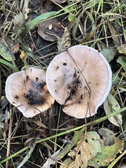 Gomphidius oregonensis