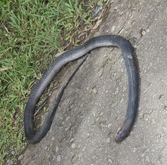 Naja sumatrana