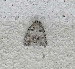 Acronicta modica