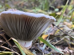 Gomphidius oregonensis