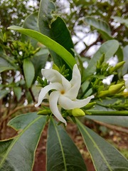 Tabernaemontana catharinensis