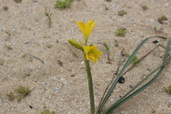 Zephyranthes bagnoldii